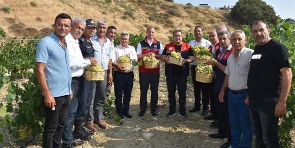 ÜZÜM HASADI YAPILDI