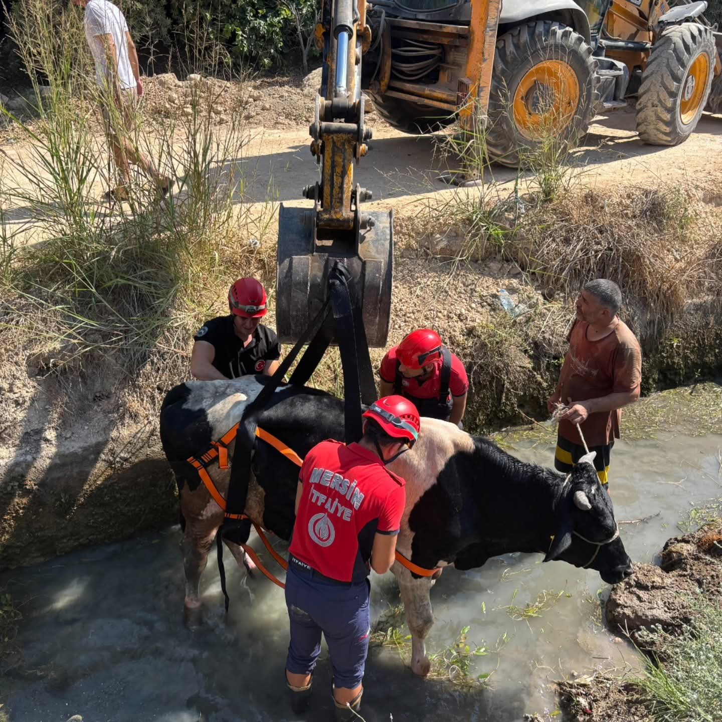 SULAMA KANALINA DÜŞEN İNEK MERSİN BÜYÜKŞEHİR İTFAİYESİ TARAFINDAN KURTARILDI