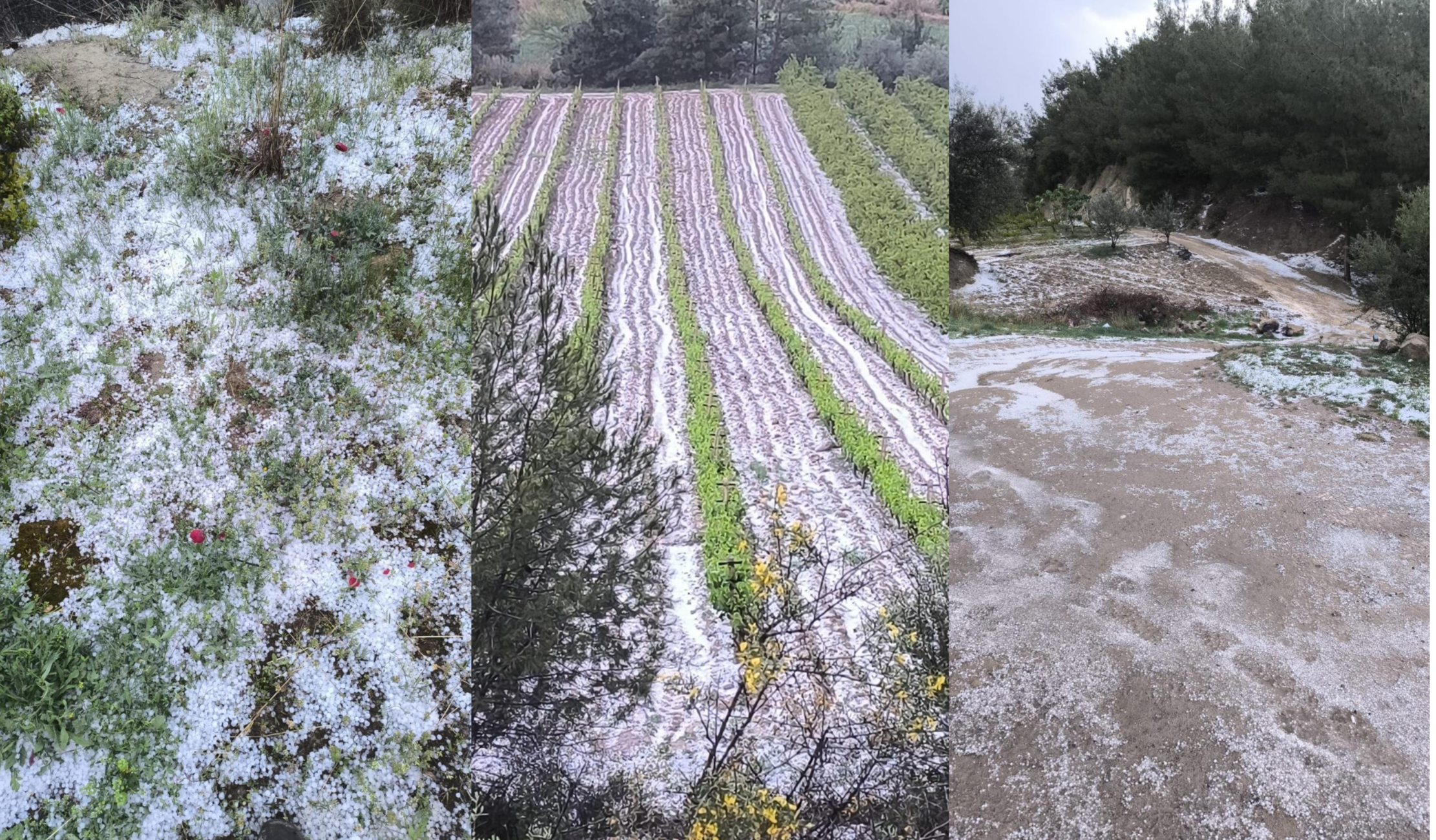 TARSUS’TA DOLU YAĞIŞI ZARARA NEDEN OLDU BAŞKAN AVCI: “TÜM ÇİFTÇİLERİMİZE GEÇMİŞ OLSUN”