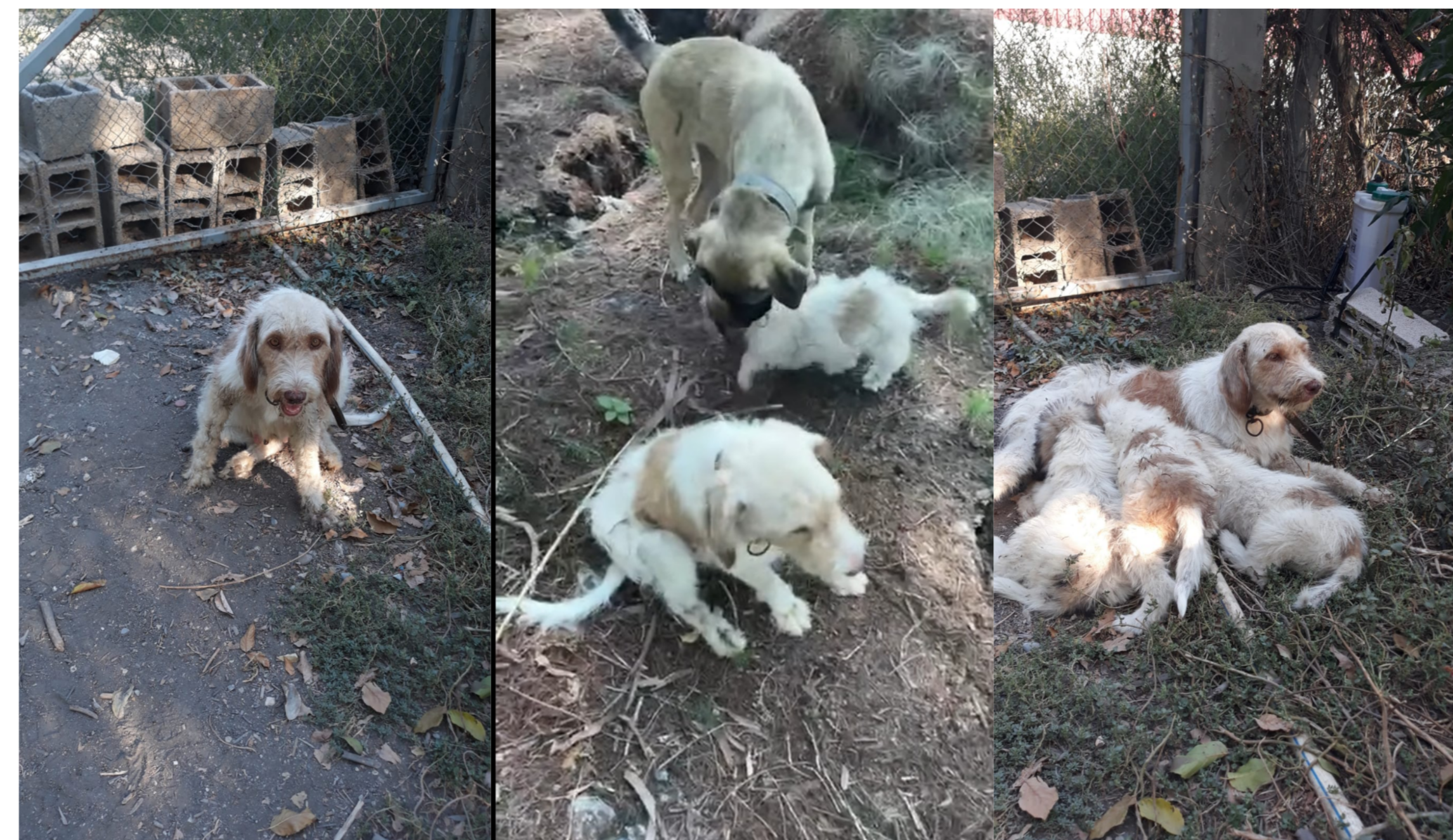 *ÇUKURA DÜŞEN YAVRU KÖPEĞİ MERSİN BÜYÜKŞEHİR İTFAİYESİ KURTARDI*