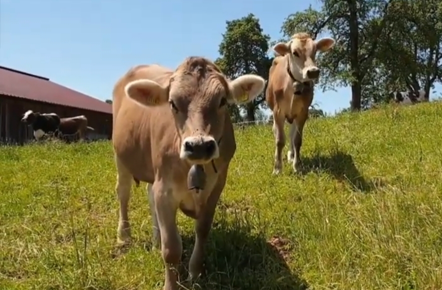 TARSUS ZİRAAT ODASI’NDAN SIĞIRLARDA GÖRÜLEN “ÜÇ GÜN HASTALIĞI” UYARISI