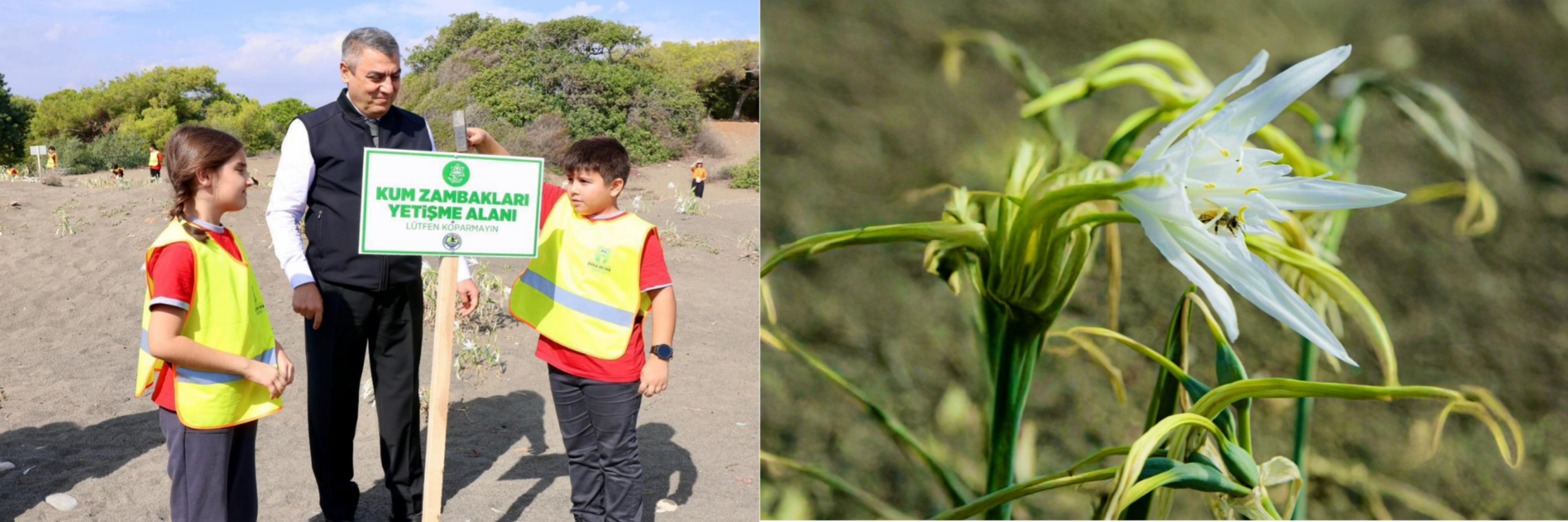 MERSİN VALİSİ ATİLLA TOROS, ERDEMLİ İLÇESİ TALAT GÖKTEPE TABİAT PARKI’NDA KUM ZAMBAKLARININ KORUNMASI AMACIYLA DÜZENLENEN PROGRAMA KATILDI