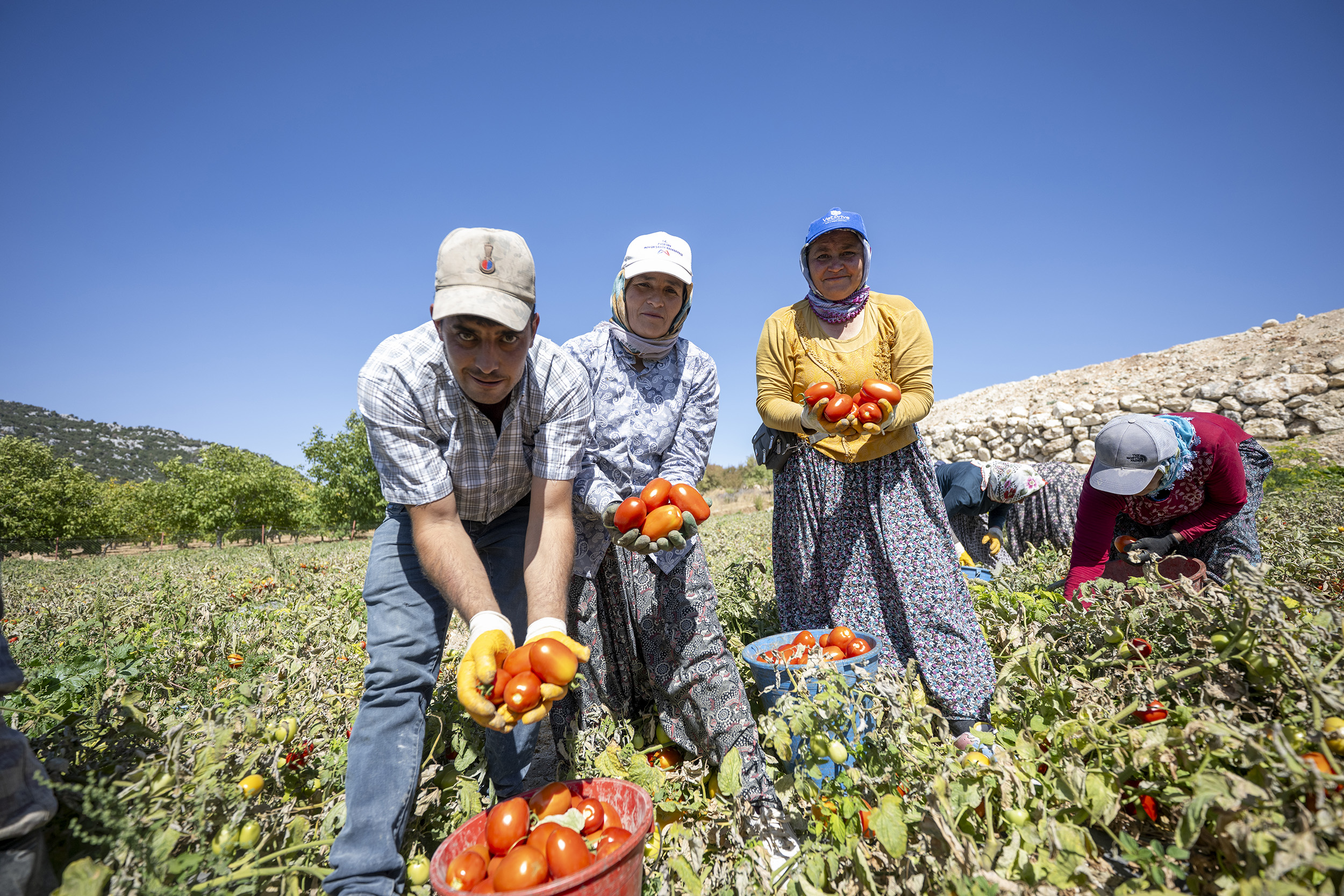 MERSİN BÜYÜKŞEHİR BELEDİYESİ’NDEN YÜZDE 70’İ HİBELİ DOMATES FİDESİ DESTEĞİ