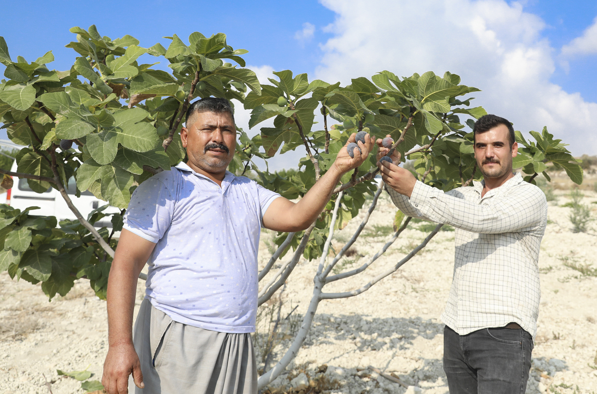 MERSİN BÜYÜKŞEHİR’İN İNCİR FİDANLARI ARTIK MEYVELERİNİ VERİYOR