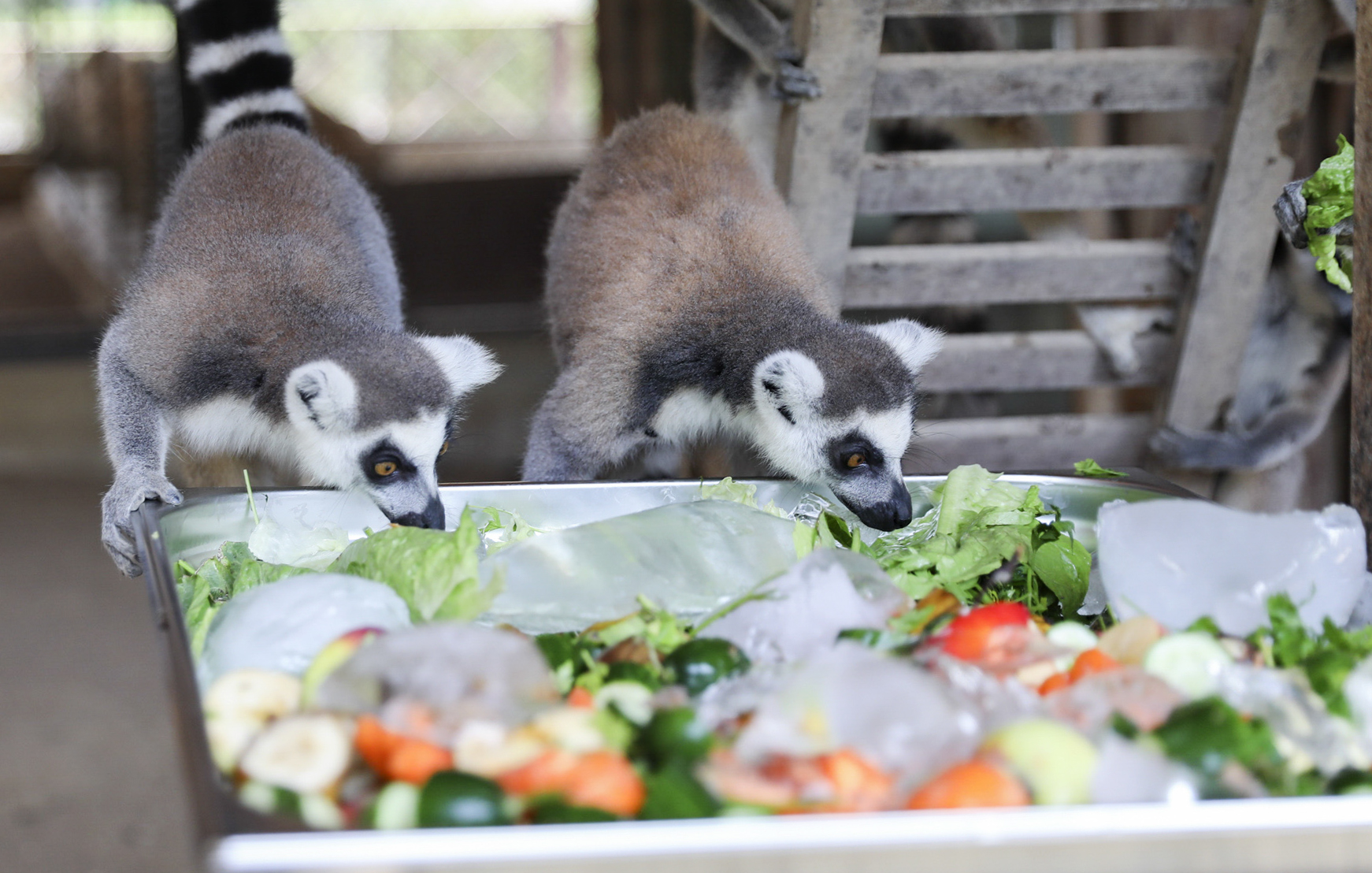 TARSUS DOĞA PARKI’NDA HAYVANLARI SERİNLETEN ÇALIŞMALAR