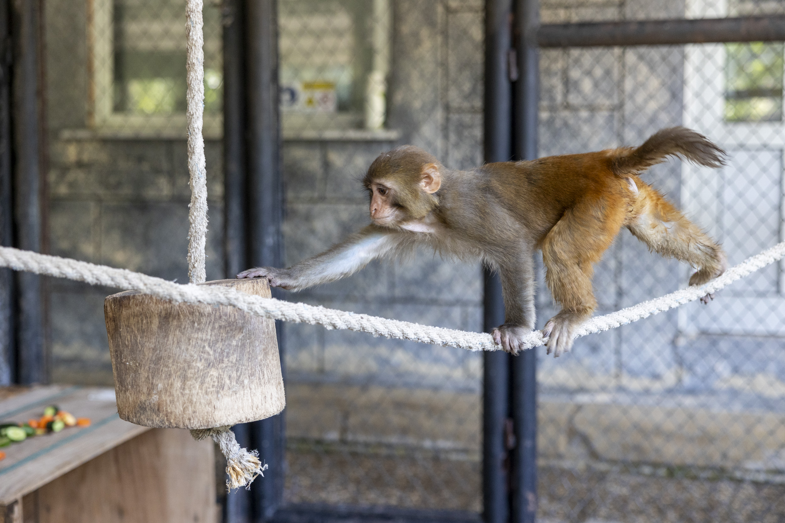 ŞİDDET MAĞDURU “ŞEKER”, BÜYÜKŞEHİR BELEDİYESİ’NİN KORUMASINDA